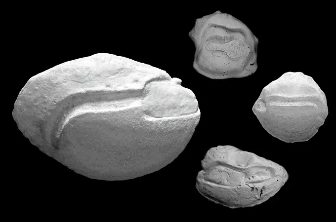 Les chaînes alimentaires dans les récifs coralliens des Caraïbes se raccourcissent Une image en noir et blanc montre quatre pierres d’oreille rondes en forme de pierre provenant de poissons. Chaque pierre d'oreille présente des rainures qui créent des motifs distincts.