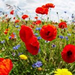 EXERB1 Red field poppies and blue cornflowers.
