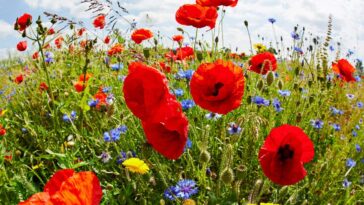 EXERB1 Red field poppies and blue cornflowers.