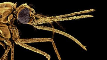 Les moustiques ont commencé à piquer les humains il y a plus d'un million d'années