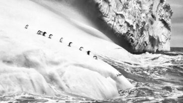 Les superbes photos des régions glacées du monde prises par Sebastião Salgado