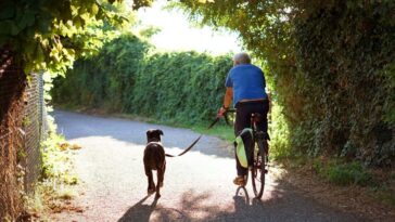 2FN4E6Y Man cycling on a country road with his dog on a leash. Backview of a man who riding with his dog that running next to him. Healthy lifestyle.
