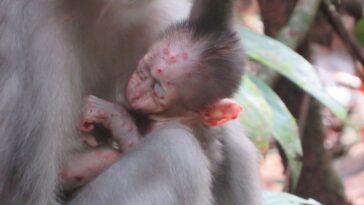 Un singe africain a mangé un écureuil en corde et est descendu avec du mpox