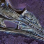 Un crâne fossilisé avec un museau long et étroit et des dents pointues repose dans la roche.