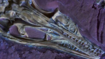 Un crâne fossilisé avec un museau long et étroit et des dents pointues repose dans la roche.