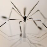 Ces insectes volent avec leurs pattes. La physique explique comment