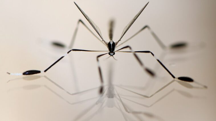 Ces insectes volent avec leurs pattes. La physique explique comment Ces insectes volent avec leurs pattes. La physique explique comment