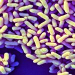 Comment les microbiomes des bébés occidentaux diffèrent de ceux du reste du monde