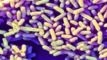 Comment les microbiomes des bébés occidentaux diffèrent de ceux du reste du monde