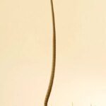 Un python gommage s'étend presque tout droit vers le haut, depuis un perchoir inférieur vers un perchoir supérieur dans une configuration d'escalade en laboratoire.