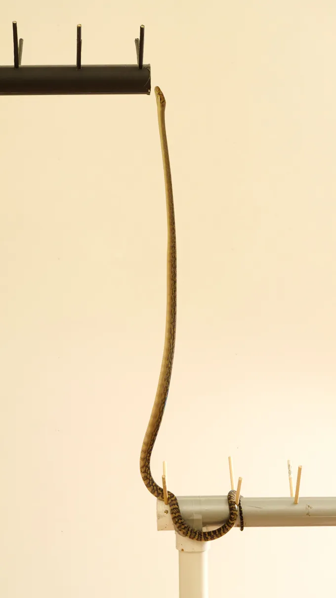 Comment les serpents défient la gravité pour se tenir debout Un python gommage s'étend presque tout droit vers le haut, depuis un perchoir inférieur vers un perchoir supérieur dans une configuration d'escalade en laboratoire.
