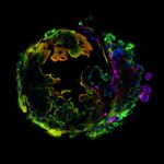 Une boule colorée de cellules mammaires de souris.