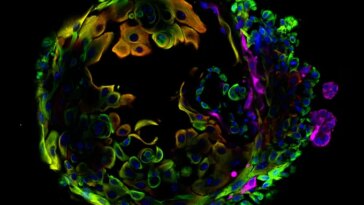 Une boule colorée de cellules mammaires de souris.