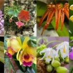 Découvrez 6 façons dont les orchidées utilisent des astuces pour se reproduire