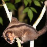 Deux marsupiaux que l'on croyait éteints depuis 6000 ans retrouvés vivants