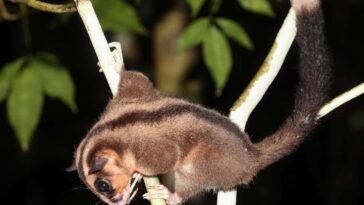 Deux marsupiaux que l'on croyait éteints depuis 6000 ans retrouvés vivants