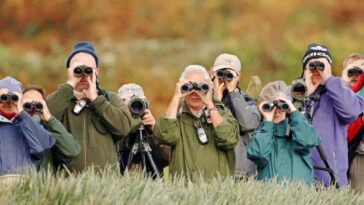 L'observation des oiseaux peut remodeler le cerveau et renforcer sa protection contre le vieillissement