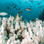 La Terre se réchauffe désormais deux fois plus vite qu’au cours des décennies précédentes La Terre se réchauffe désormais deux fois plus vite qu’au cours des décennies précédentes