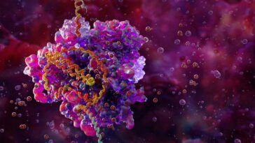 Illustration of the CRISPR-Cas9 gene editing complex (pink and purple) bound to DNA (helix)