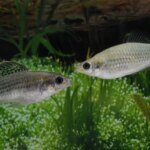 Deux poissons molly d'Amazonie