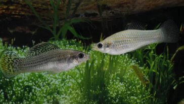 Deux poissons molly d'Amazonie