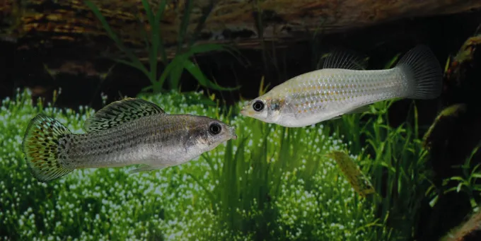Deux poissons molly d'Amazonie