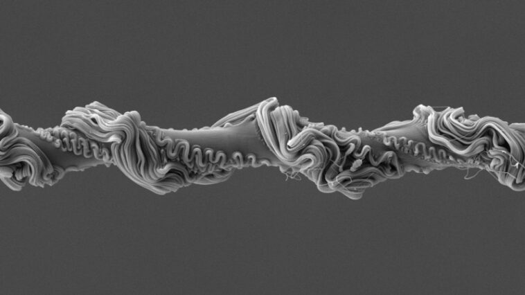 La soie complexe aide les araignées qui lancent des filets à piéger leurs proies dans leurs toiles