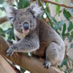 Le rebond rapide d'une population de koalas pourrait lui permettre d'échapper aux périls de la consanguinité