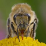 Les Secrets des Abeilles zoom sur la vie dans une ruche
