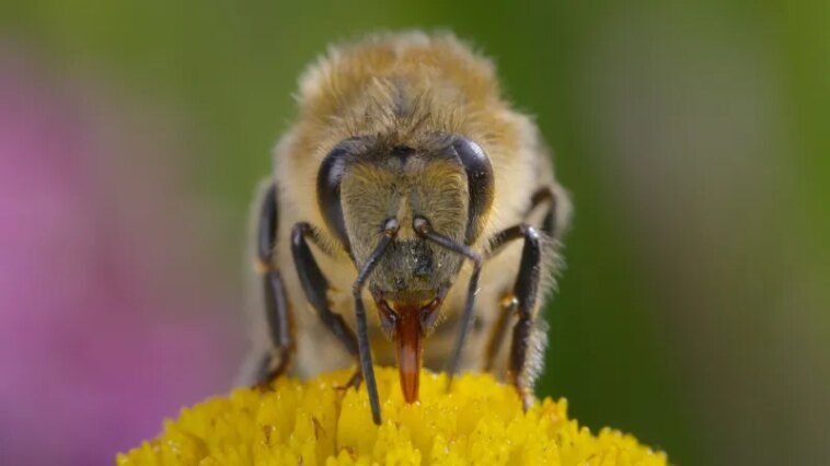 Les Secrets des Abeilles zoom sur la vie dans une ruche Les Secrets des Abeilles zoom sur la vie dans une ruche