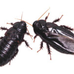 Deux cafards noir brunâtre sont photographiés sur fond blanc. Celui de droite a des ailes ; celui de gauche ne le fait pas.