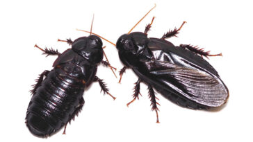 Deux cafards noir brunâtre sont photographiés sur fond blanc. Celui de droite a des ailes ; celui de gauche ne le fait pas.