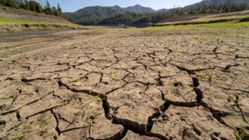 Les espèces peuvent-elles évoluer assez vite pour survivre alors que la planète se réchauffe ?