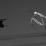 Les mantes géantes femelles de la forêt tropicale grandissent pour frapper plus fort que les mâles