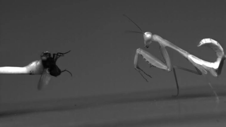 Les mantes géantes femelles de la forêt tropicale grandissent pour frapper plus fort que les mâles