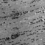 Un grossissement 600 fois des mélanosomes d'un chacal doré.