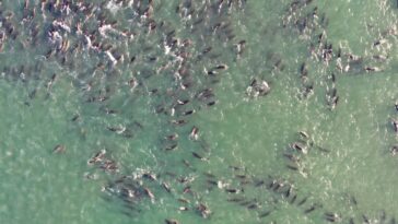 Les orques pourraient être responsables de certains échouages ​​massifs de dauphins