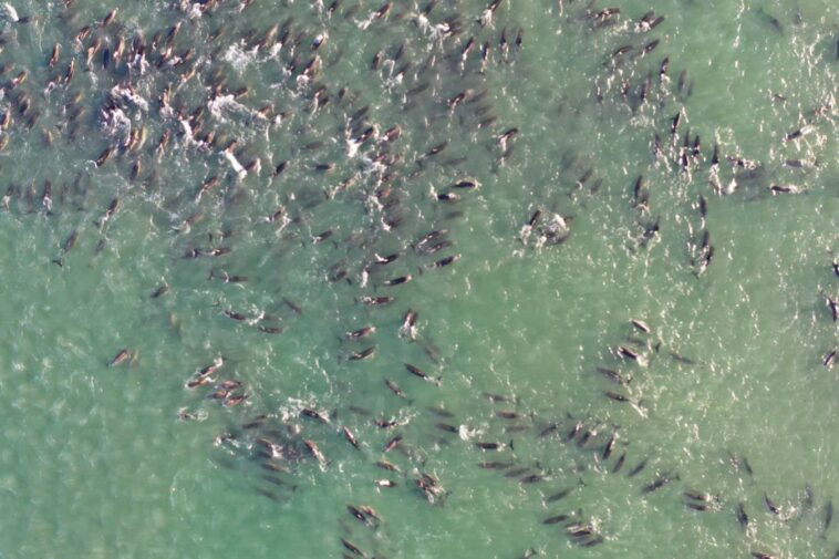 Les orques pourraient être responsables de certains échouages ​​massifs de dauphins