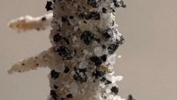 Une racine pivotante cylindrique de pois chiche est recouverte de petits éclats sombres de terre lunaire simulée.