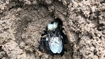 Une reine des bourdons repose dans un petit trou dans le sol. L’abeille fait face à la caméra et la plupart de ses ailes sont visibles. Sa tête est masquée par de la terre brune.