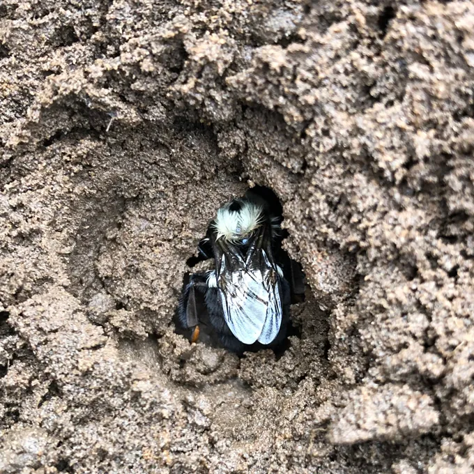 Une reine des bourdons repose dans un petit trou dans le sol. L’abeille fait face à la caméra et la plupart de ses ailes sont visibles. Sa tête est masquée par de la terre brune.