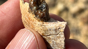 Un gros plan d'un pouce et d'un index pinçant un morceau de mâchoire fossilisée