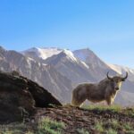 Les yaks pourraient faire allusion à un moyen de traiter des maladies cérébrales comme la SEP