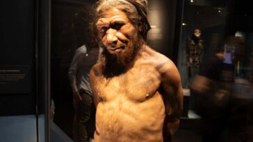 Lorsque nous nous sommes croisés avec les Néandertaliens, ils étaient généralement les pères