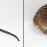 Micro mâle et femelle côte à côte s'occupant des chiots de la même manière