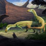 Un ancien reptile « bizarre » est passé de 4 à 2 pattes à l'adolescence