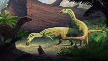 Un ancien reptile « bizarre » est passé de 4 à 2 pattes à l'adolescence