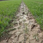 Un câble à fibre optique posé dans une zone boueuse dans un champ agricole. Le câble est utilisé pour mesurer la façon dont l’eau de pluie se déplace dans le sol.