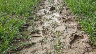 Un câble à fibre optique posé dans une zone boueuse dans un champ agricole. Le câble est utilisé pour mesurer la façon dont l’eau de pluie se déplace dans le sol.