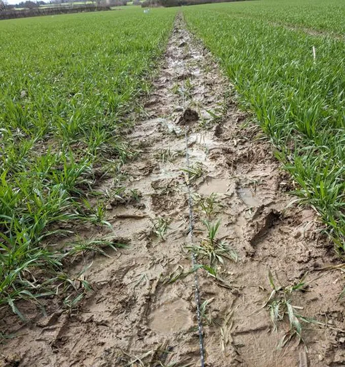 Un câble à fibre optique posé dans une zone boueuse dans un champ agricole. Le câble est utilisé pour mesurer la façon dont l’eau de pluie se déplace dans le sol.